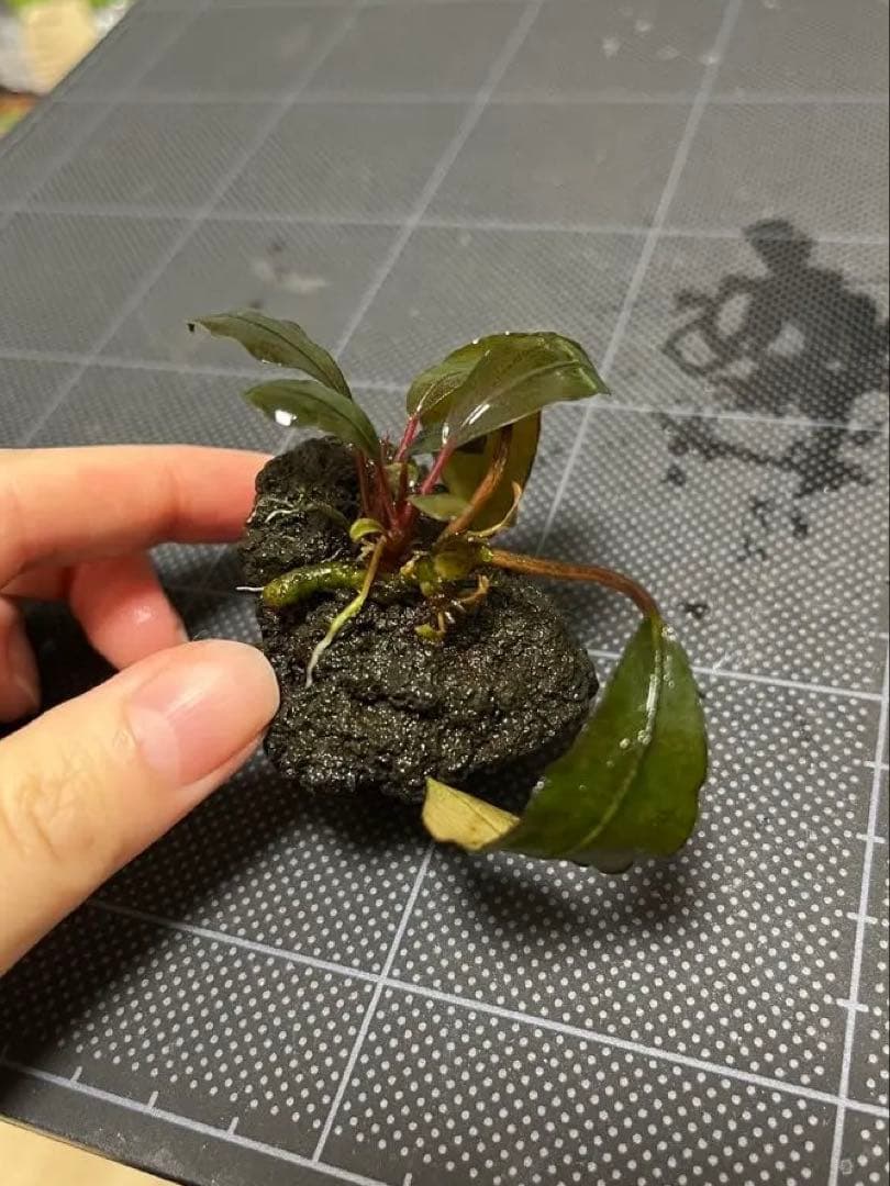 水草 Bucephalandra sp.\"Serimbu 2\"