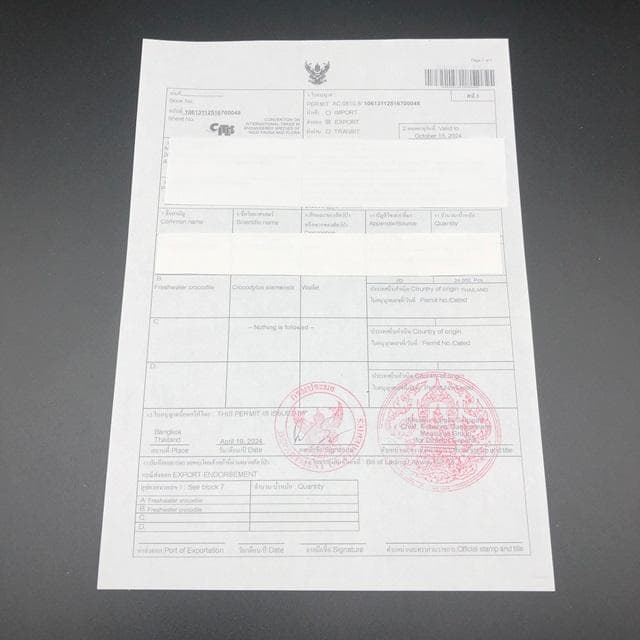 フォロー割適用　受注生産品　本物クロコ　シャム　クロコダイル　キーケース BK