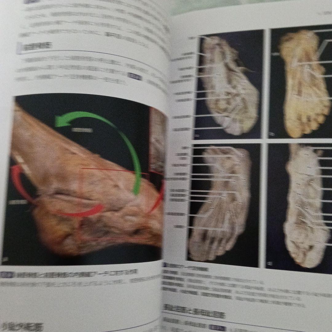 運動療法　その前に！運動器の臨床解剖アトラス