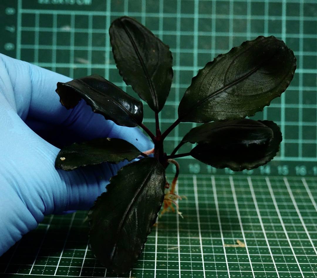 Bucephalandra sp.Red l 水の国