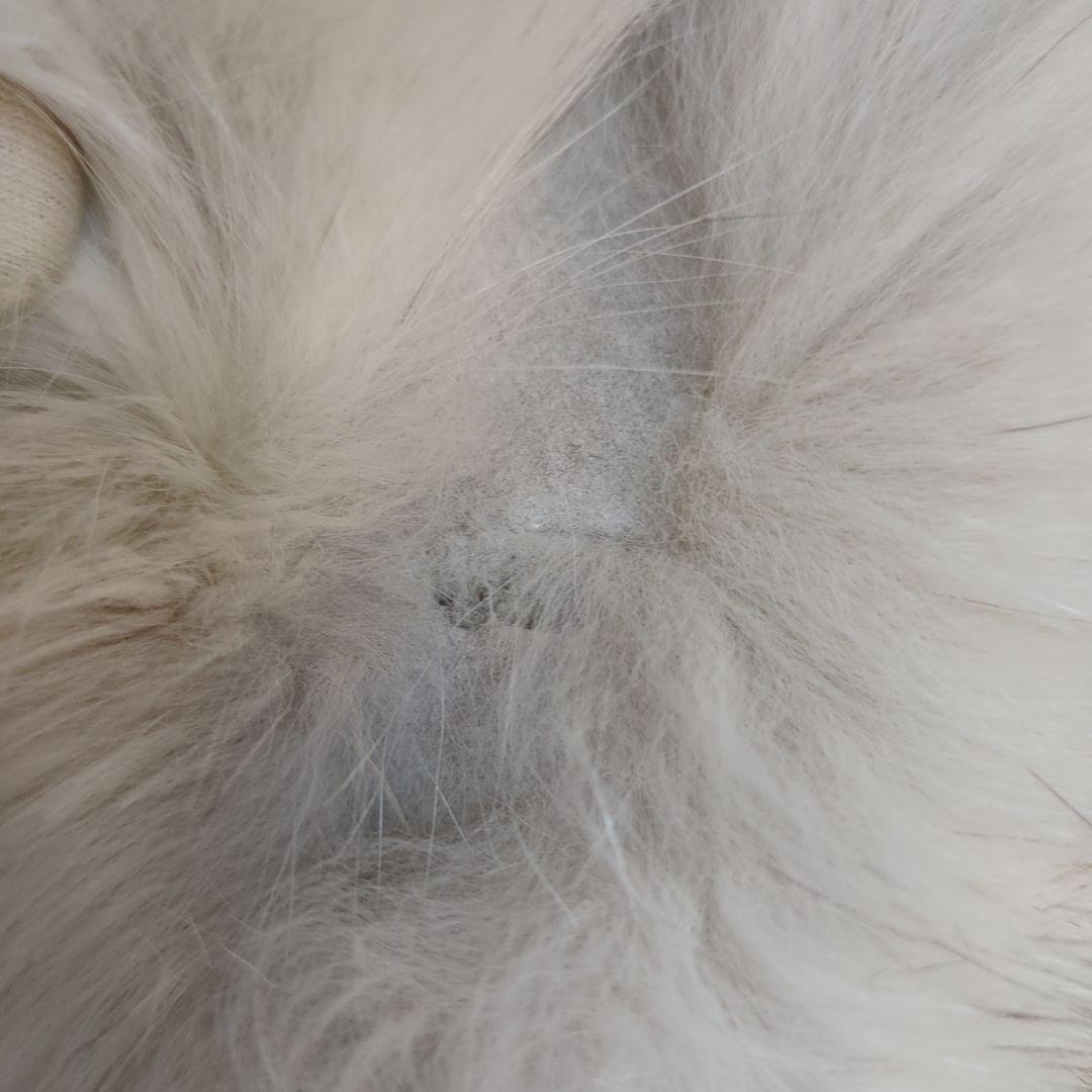 最高級ブルーフォックス セミロングファーコート 11号 ボリューム感