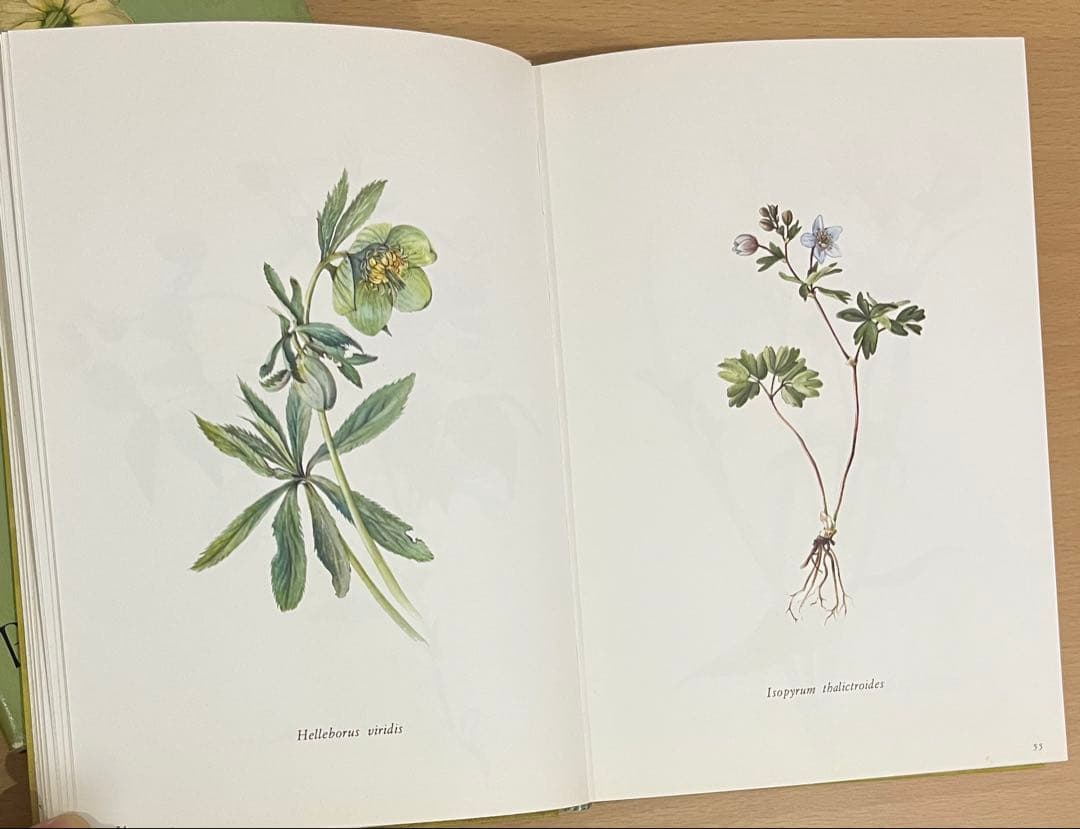 NO.248 古書 洋書 絵本 ドイツ植物図鑑　ボタニカルアート 野花