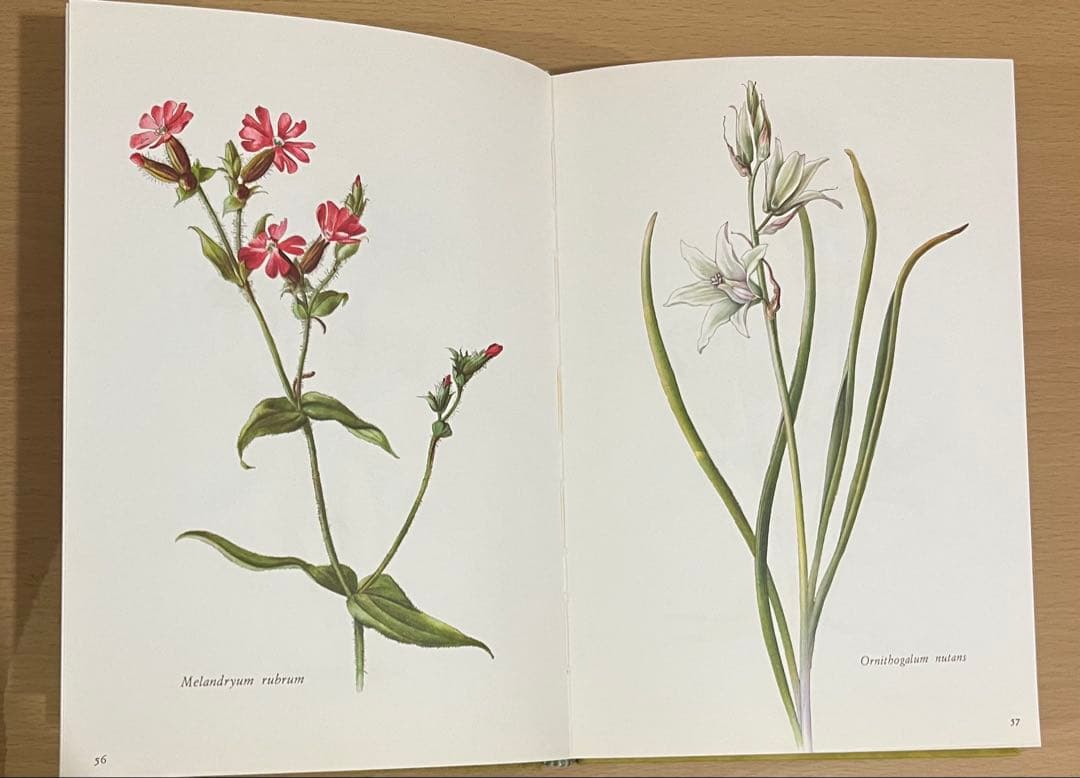 NO.248 古書 洋書 絵本 ドイツ植物図鑑　ボタニカルアート 野花