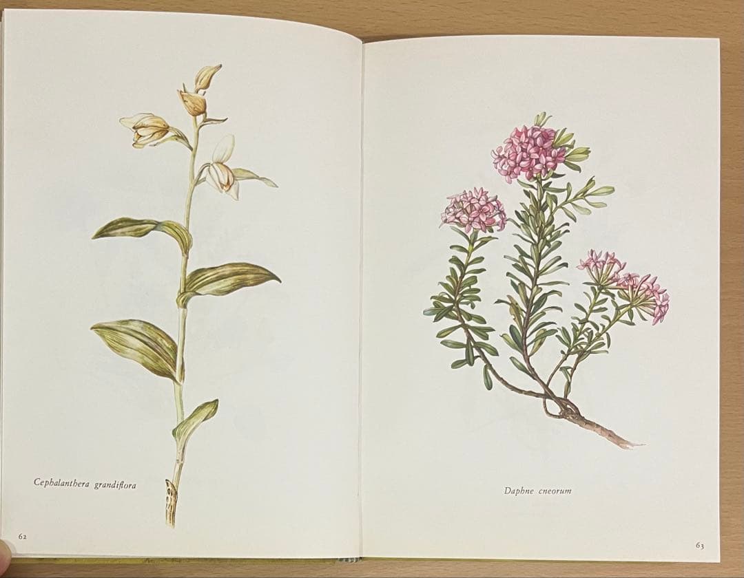 NO.248 古書 洋書 絵本 ドイツ植物図鑑　ボタニカルアート 野花