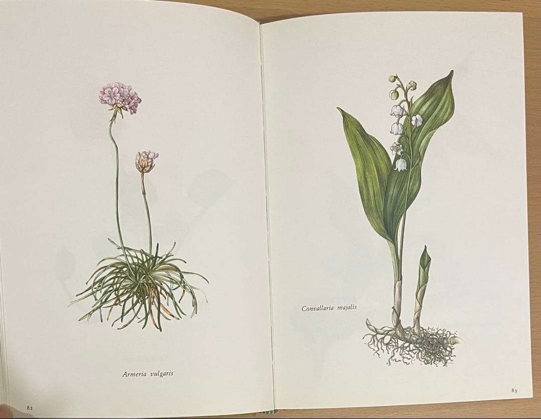 NO.248 古書 洋書 絵本 ドイツ植物図鑑　ボタニカルアート 野花