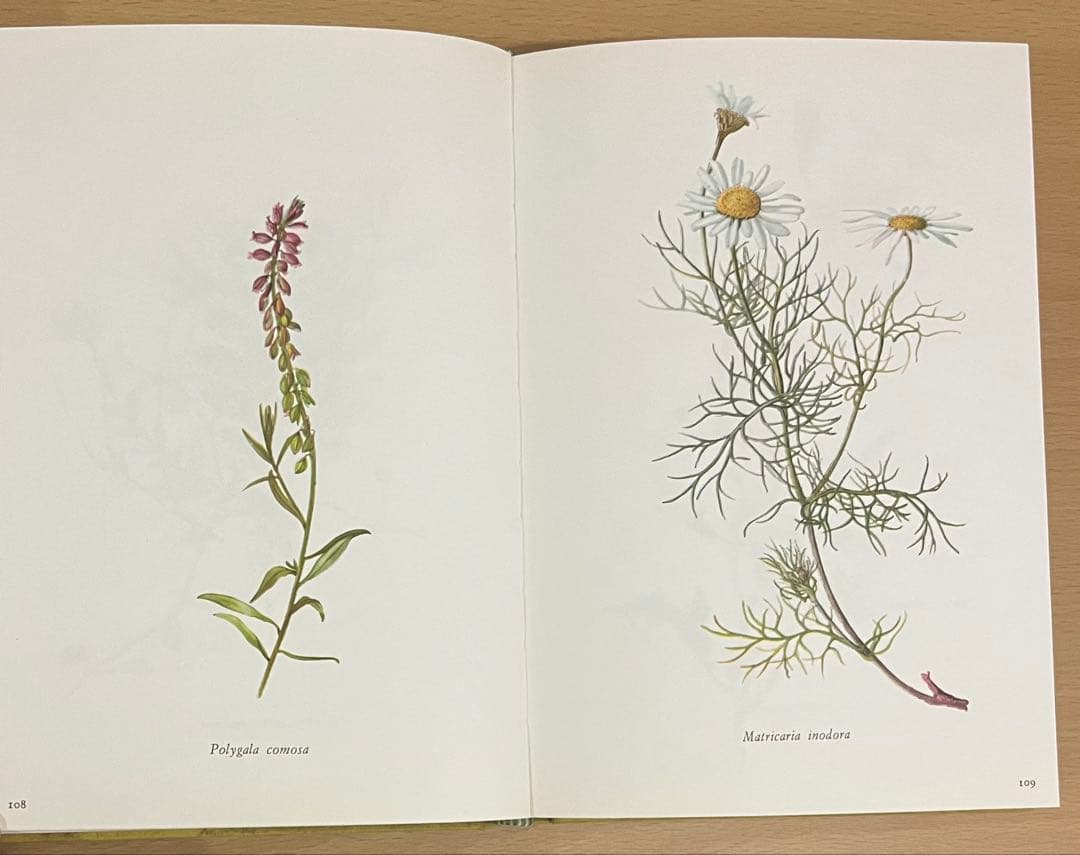 NO.248 古書 洋書 絵本 ドイツ植物図鑑　ボタニカルアート 野花