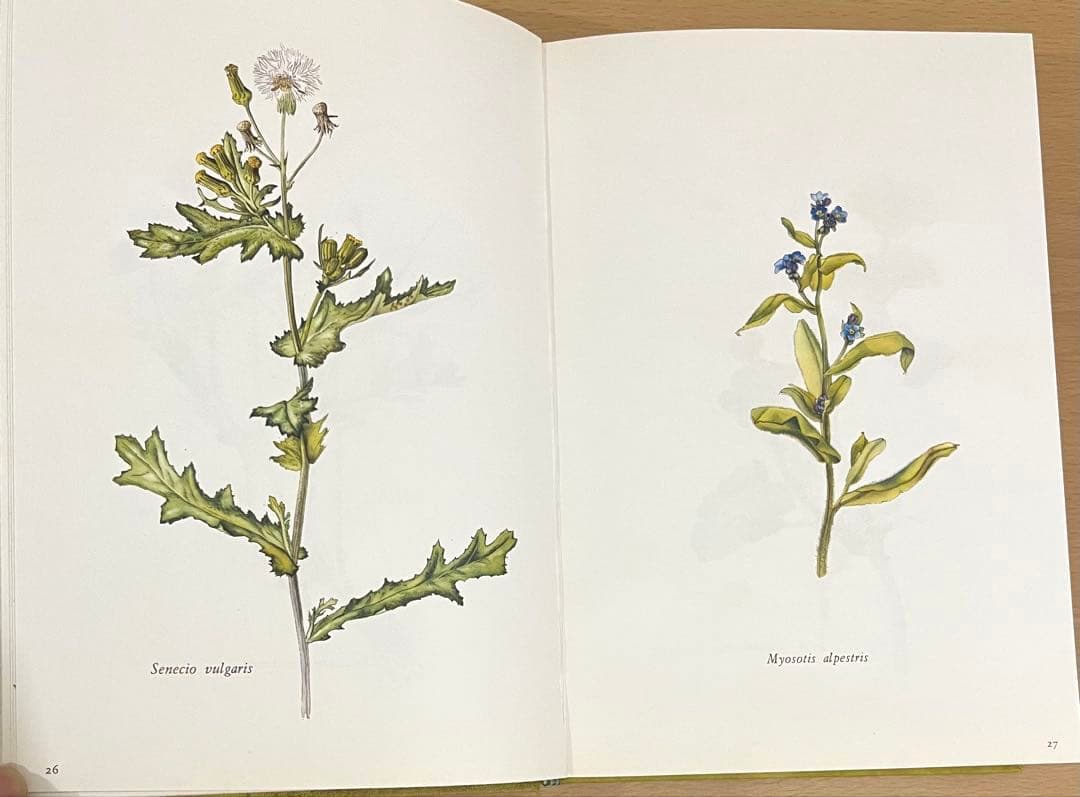 NO.248 古書 洋書 絵本 ドイツ植物図鑑　ボタニカルアート 野花