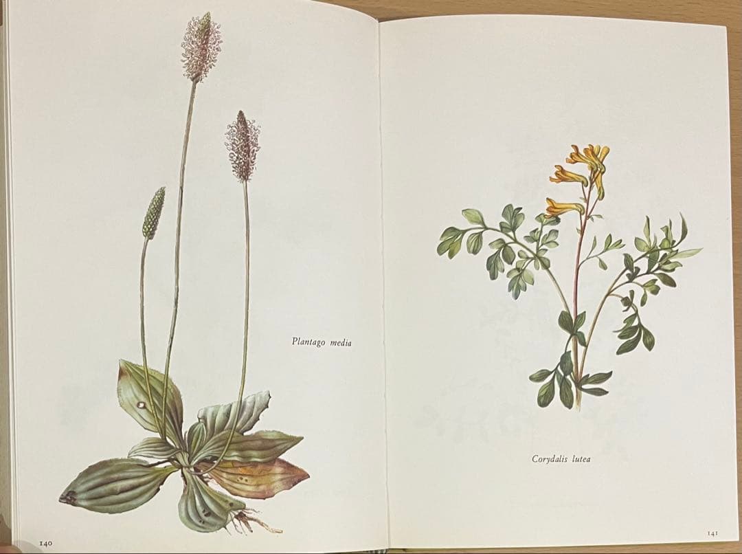 NO.248 古書 洋書 絵本 ドイツ植物図鑑　ボタニカルアート 野花