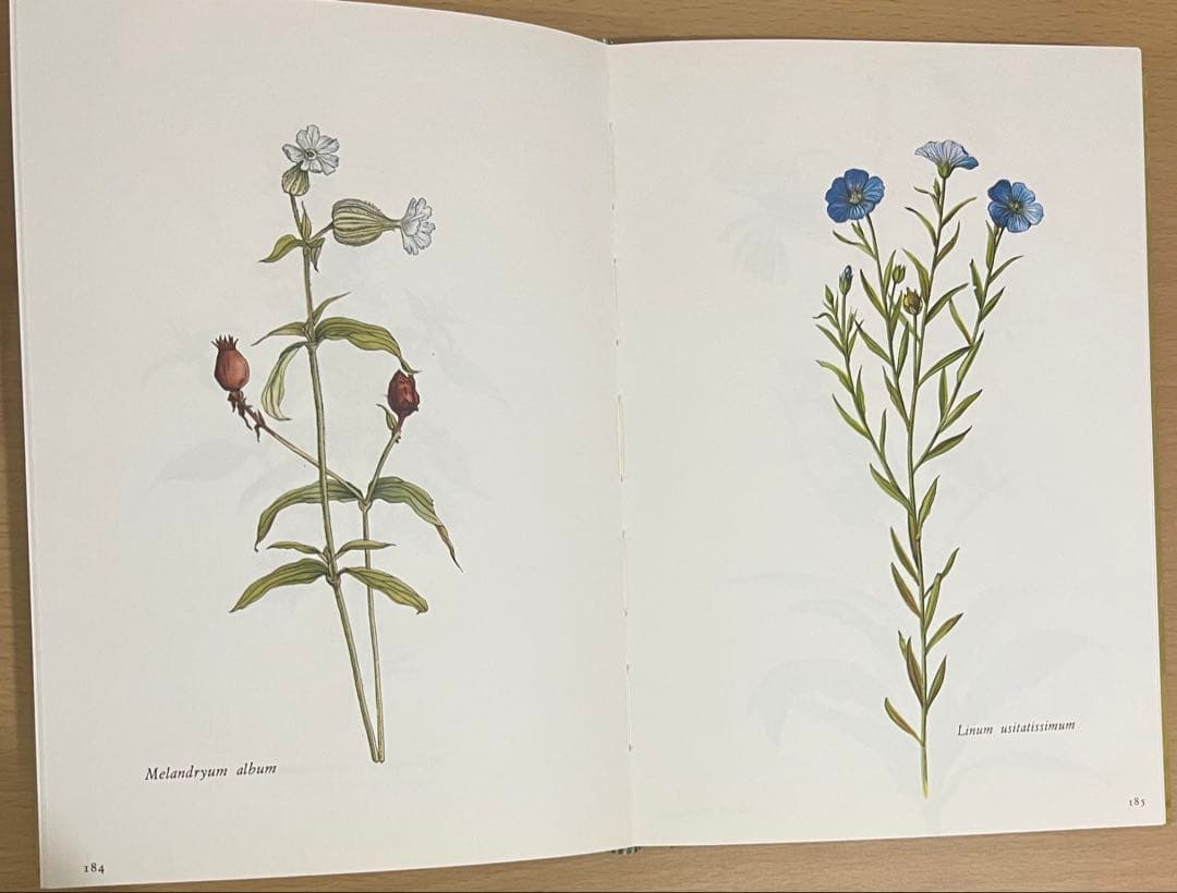 NO.248 古書 洋書 絵本 ドイツ植物図鑑　ボタニカルアート 野花