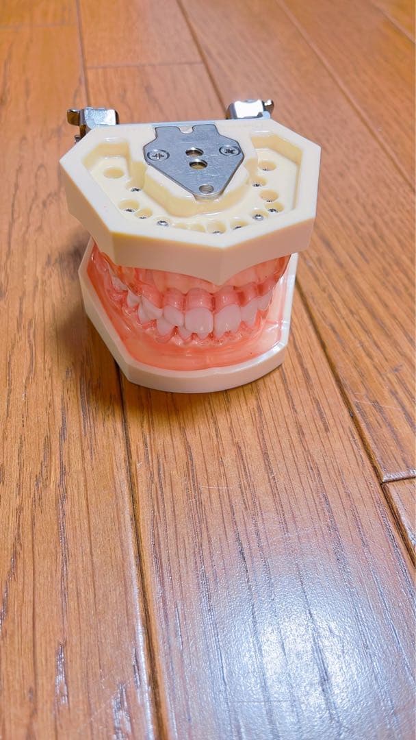 歯科衛生士　シンプルマネキン