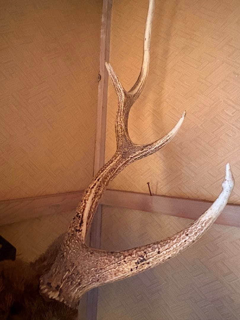 エゾシカ ハンティングトロフィー 剥製