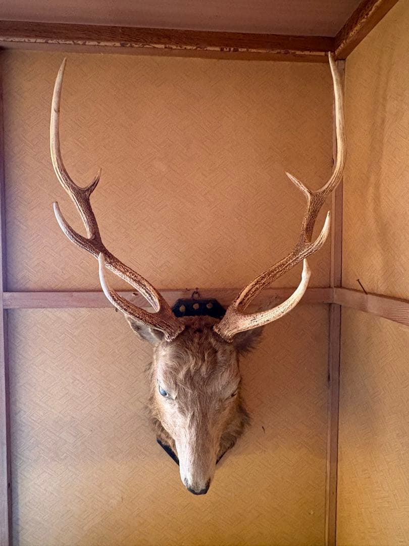 エゾシカ ハンティングトロフィー 剥製