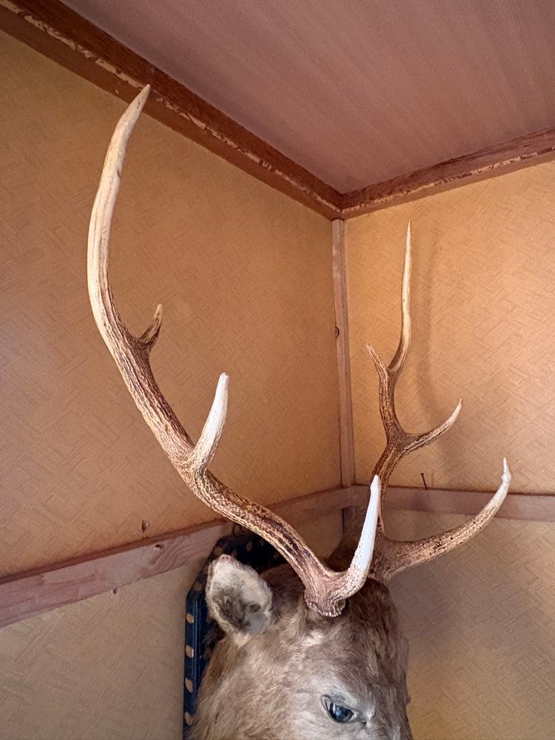 エゾシカ ハンティングトロフィー 剥製