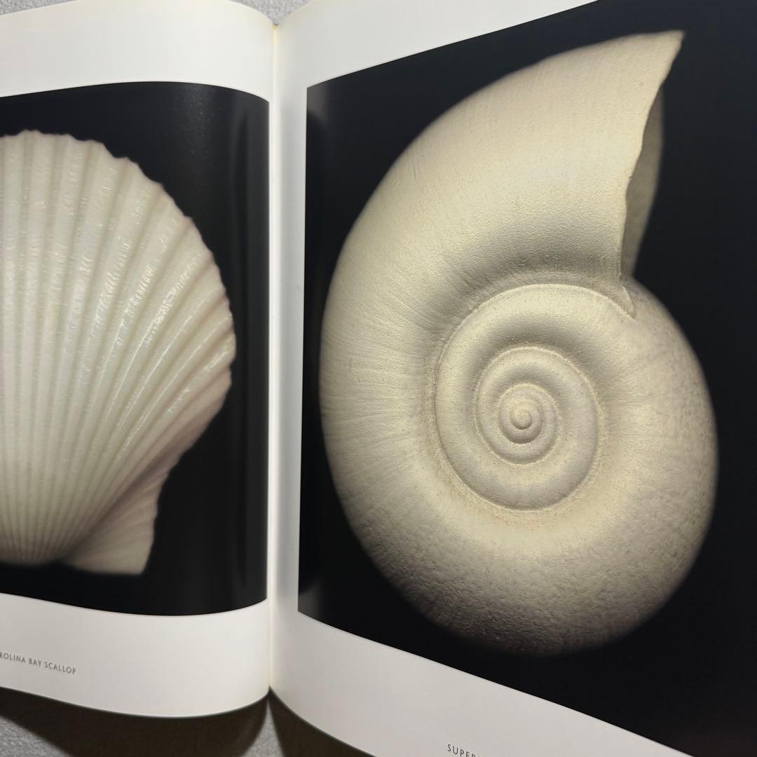 One Hundred Seashells 自然 貝 アート 写真集