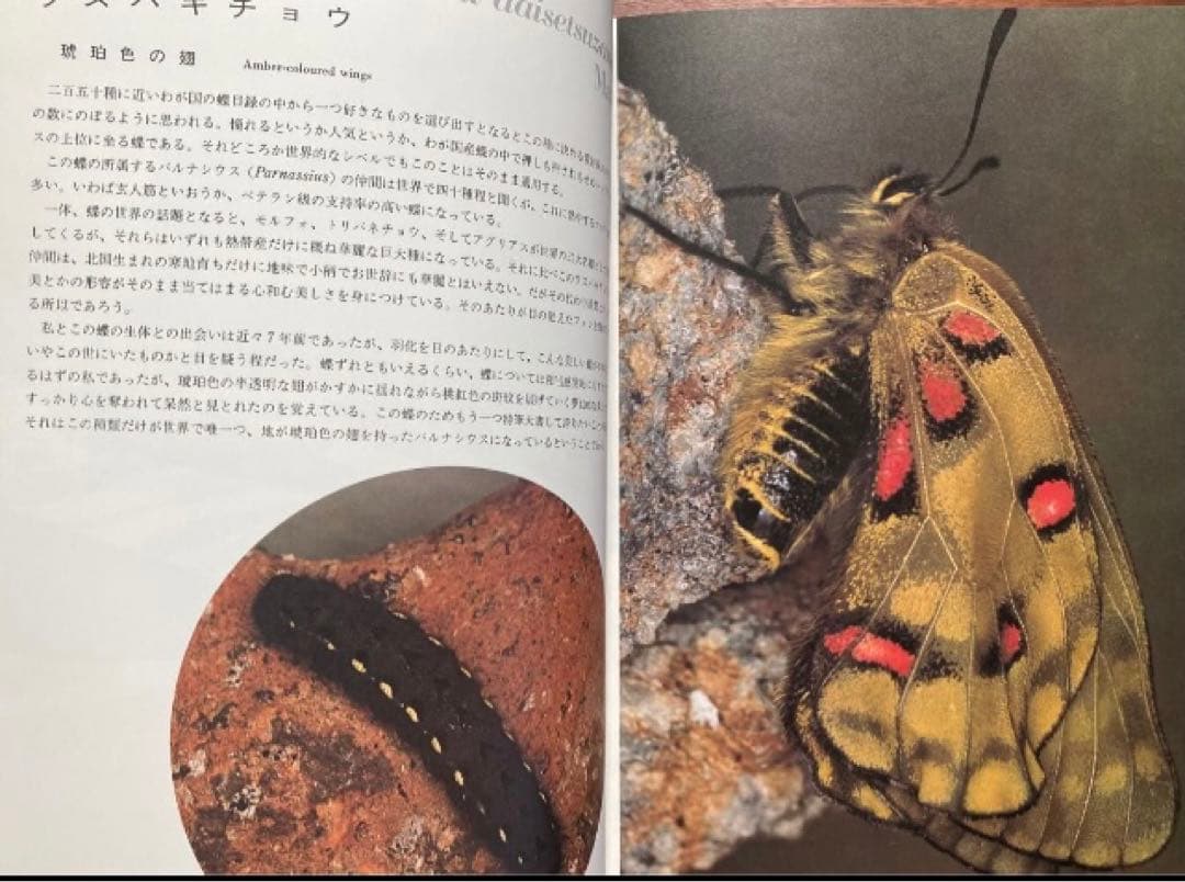 田淵行男 写真集 大雪の蝶 希少 希少本　レア