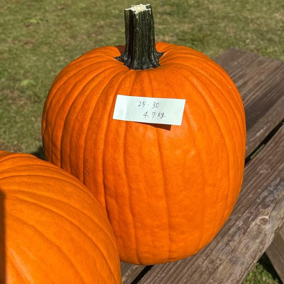 【みかんその1】ハロウィンかぼちゃ　本物