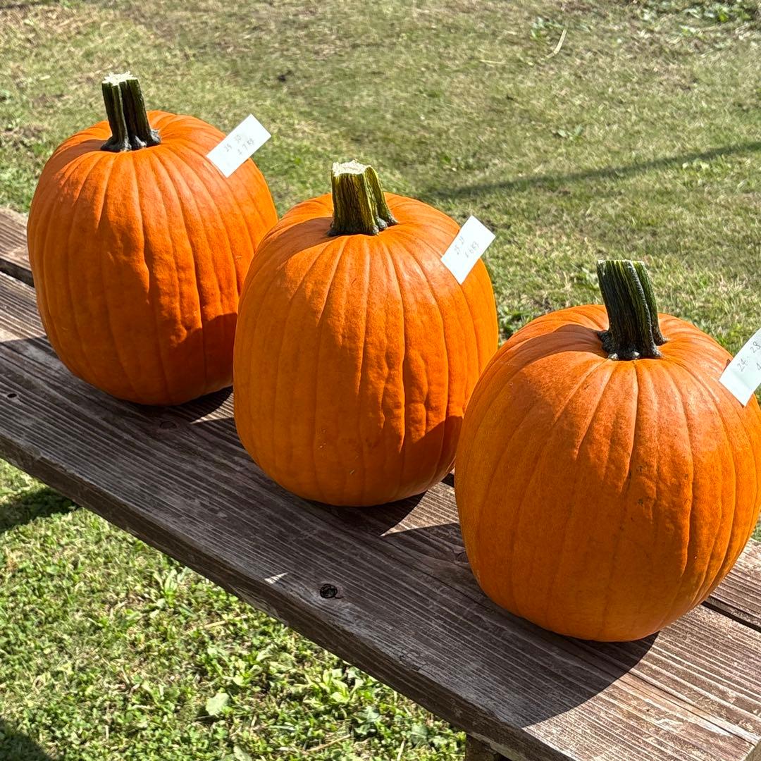 【みかんその1】ハロウィンかぼちゃ　本物