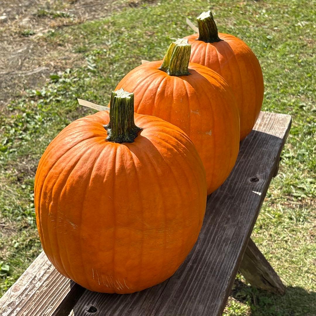 【みかんその1】ハロウィンかぼちゃ　本物