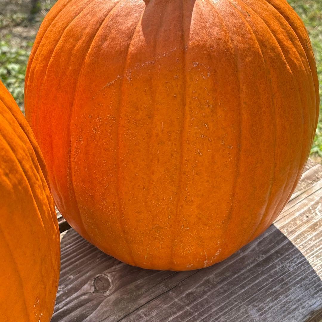 【みかんその1】ハロウィンかぼちゃ　本物