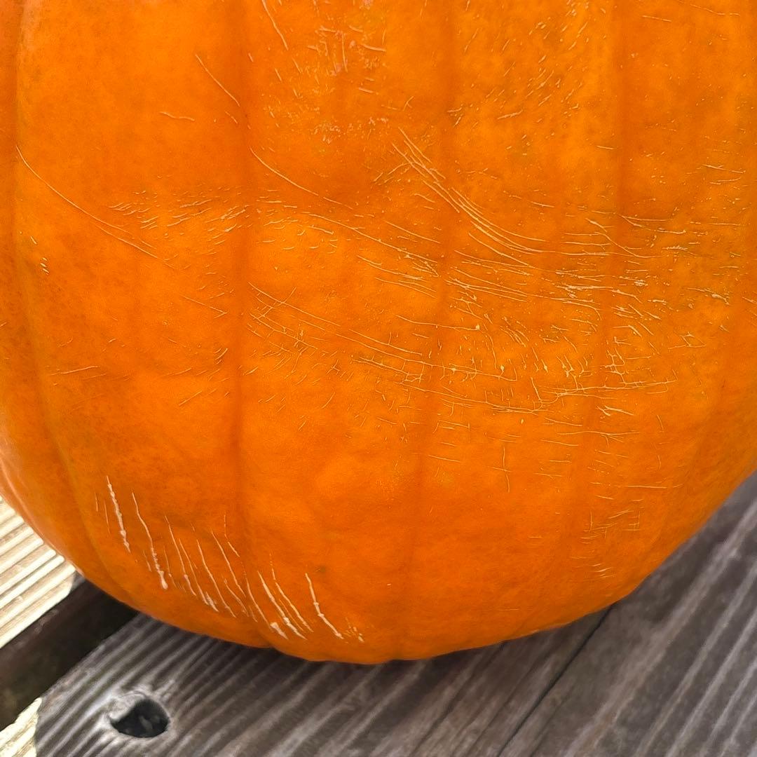 【みかんその1】ハロウィンかぼちゃ　本物