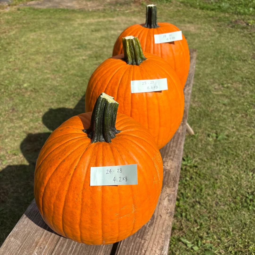 【みかんその1】ハロウィンかぼちゃ　本物