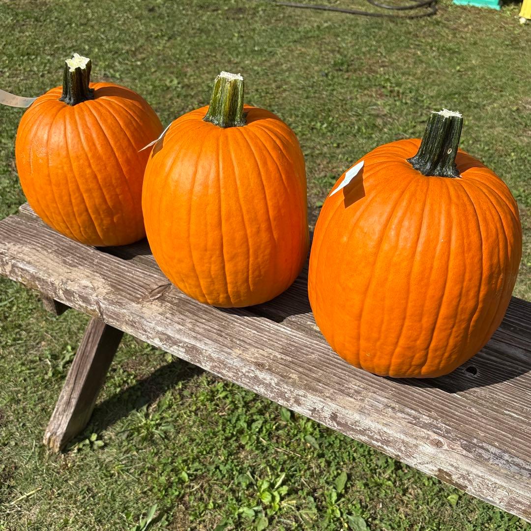 【みかんその1】ハロウィンかぼちゃ　本物