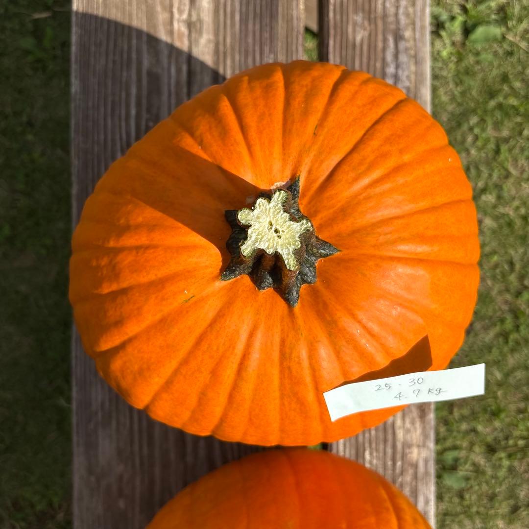 【みかんその1】ハロウィンかぼちゃ　本物