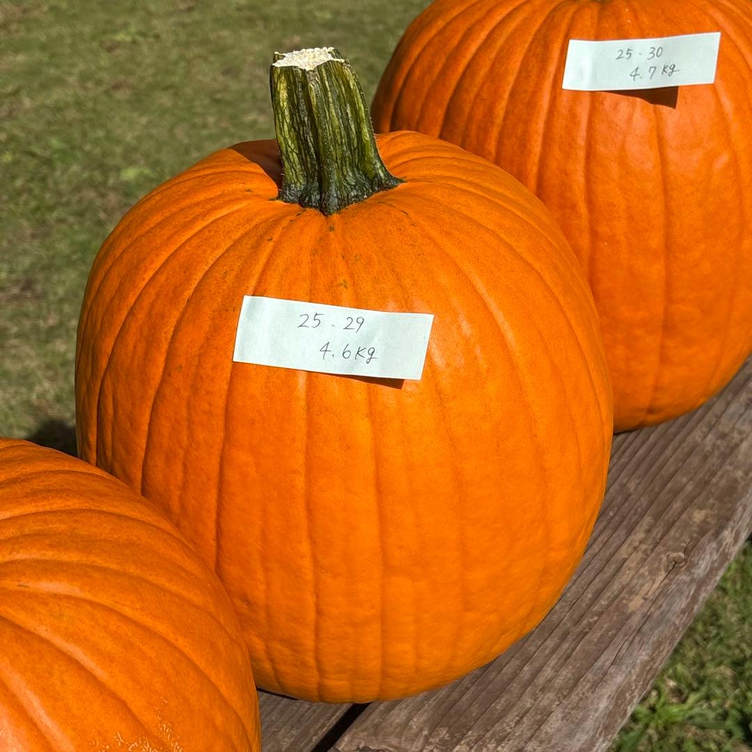 【みかんその1】ハロウィンかぼちゃ　本物