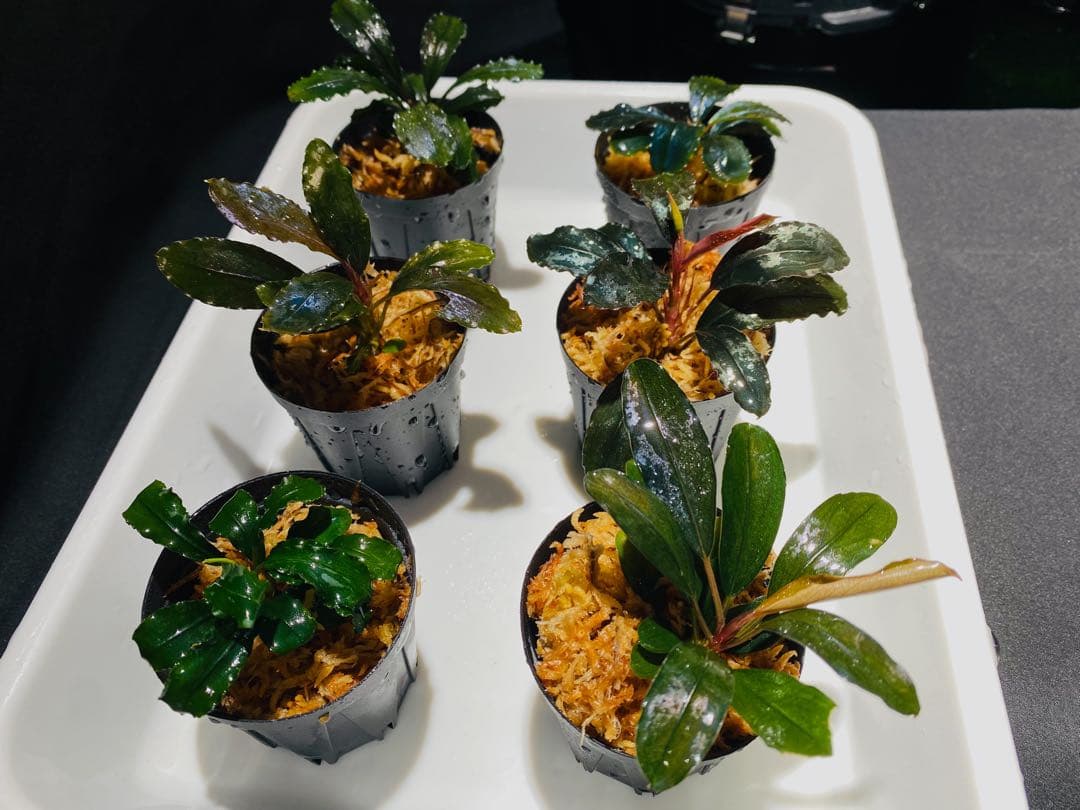 k.z.k【ハイクラス】ブセファランドラセット