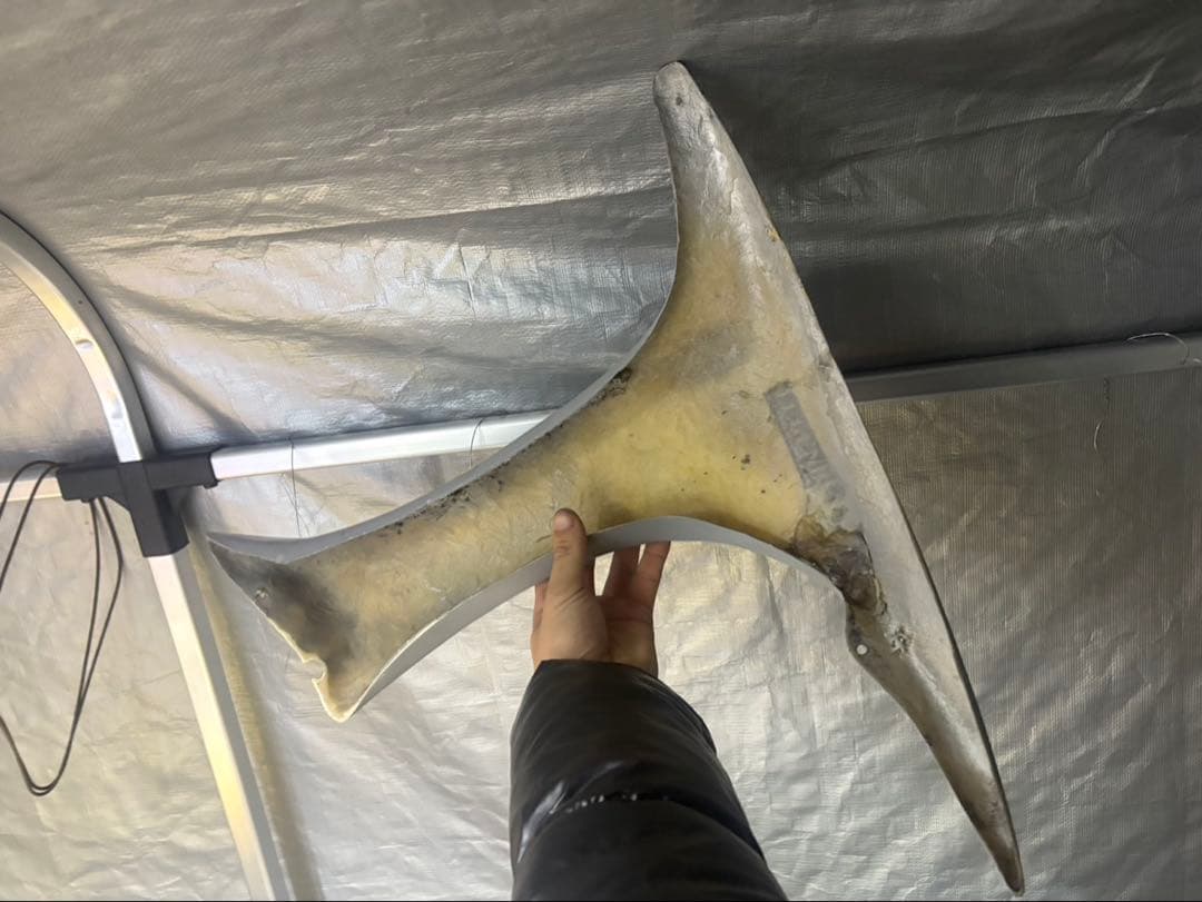 ライブディオ用 紫紋系エアロ一式（AF34/35/ZX対応）