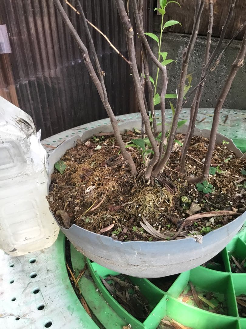 ※ハイノキ　90センチ※