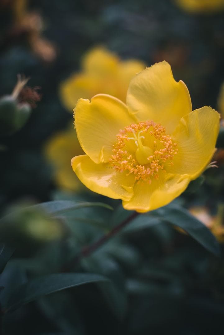 辻野様 8枚玉！Super-Takumar 50mm f1.4 前期