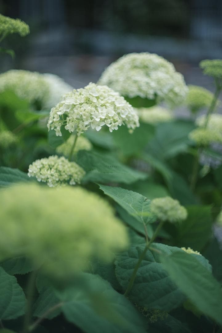 辻野様 8枚玉！Super-Takumar 50mm f1.4 前期
