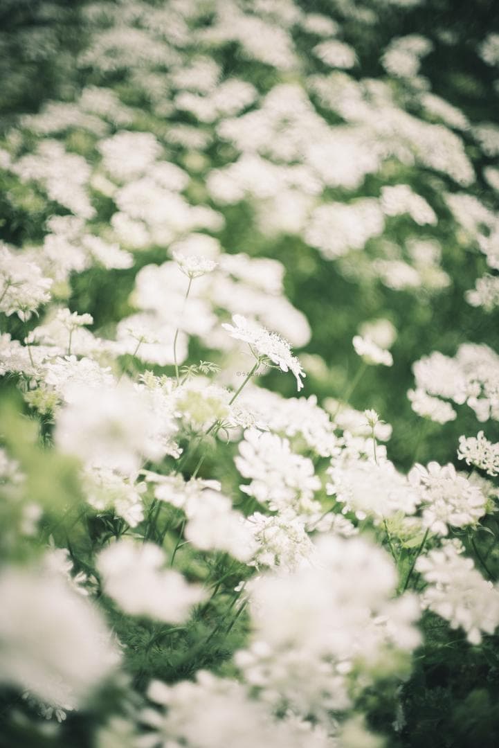 辻野様 8枚玉！Super-Takumar 50mm f1.4 前期