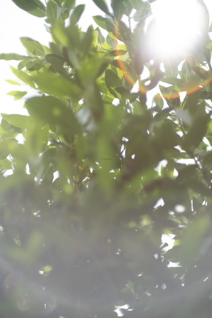 辻野様 8枚玉！Super-Takumar 50mm f1.4 前期