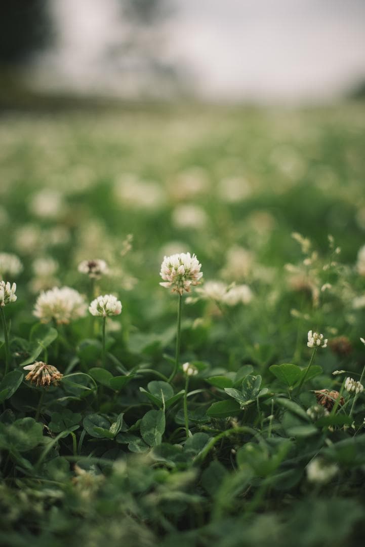辻野様 8枚玉！Super-Takumar 50mm f1.4 前期