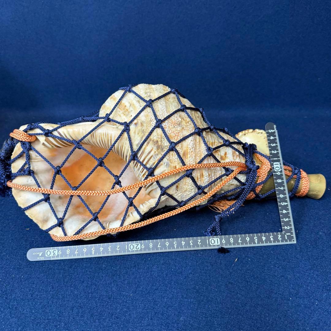 特大 ホラ貝 法螺貝 螺貝 ラッパ 雅楽 和楽器 古玩 旧家 蔵出 骨董品
