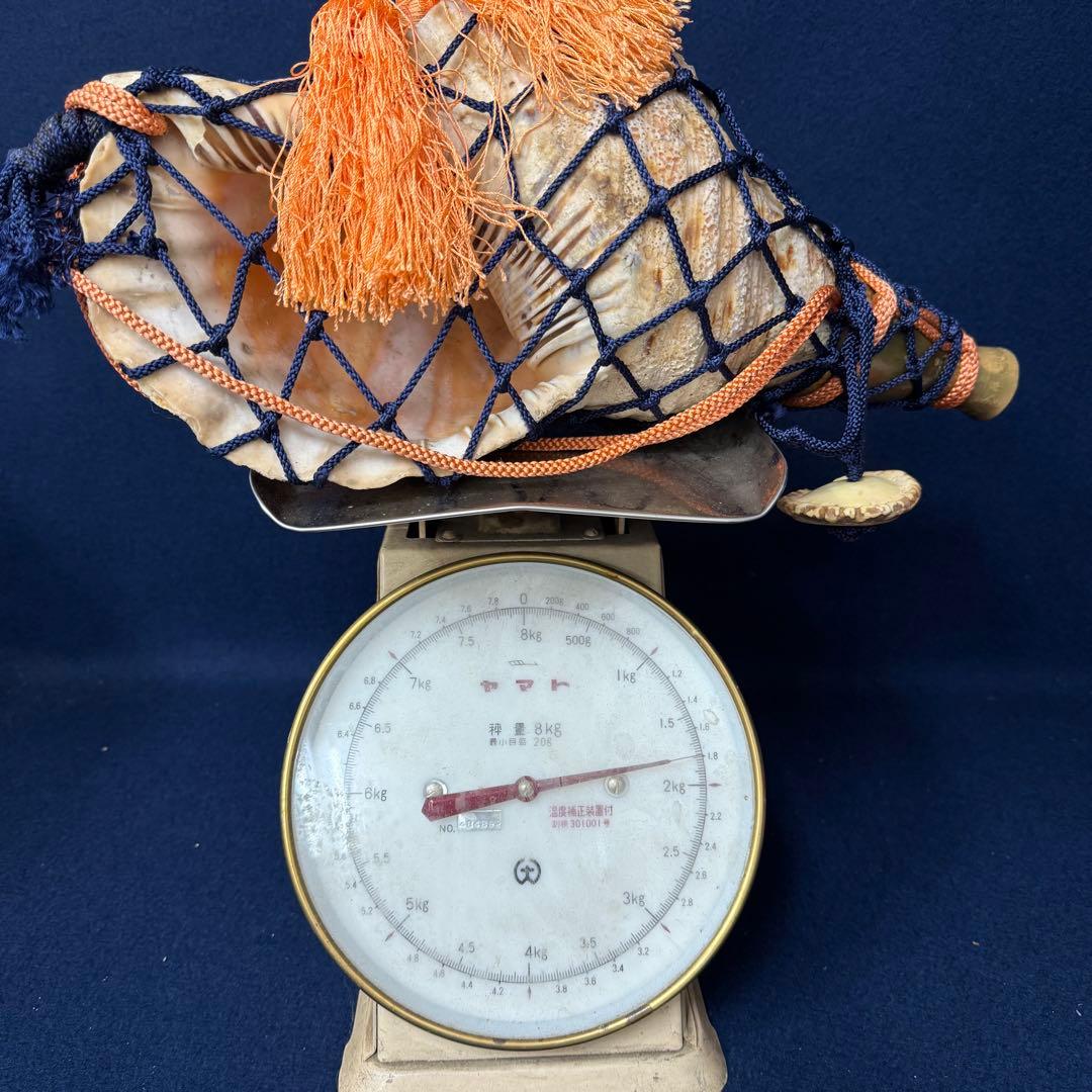 特大 ホラ貝 法螺貝 螺貝 ラッパ 雅楽 和楽器 古玩 旧家 蔵出 骨董品