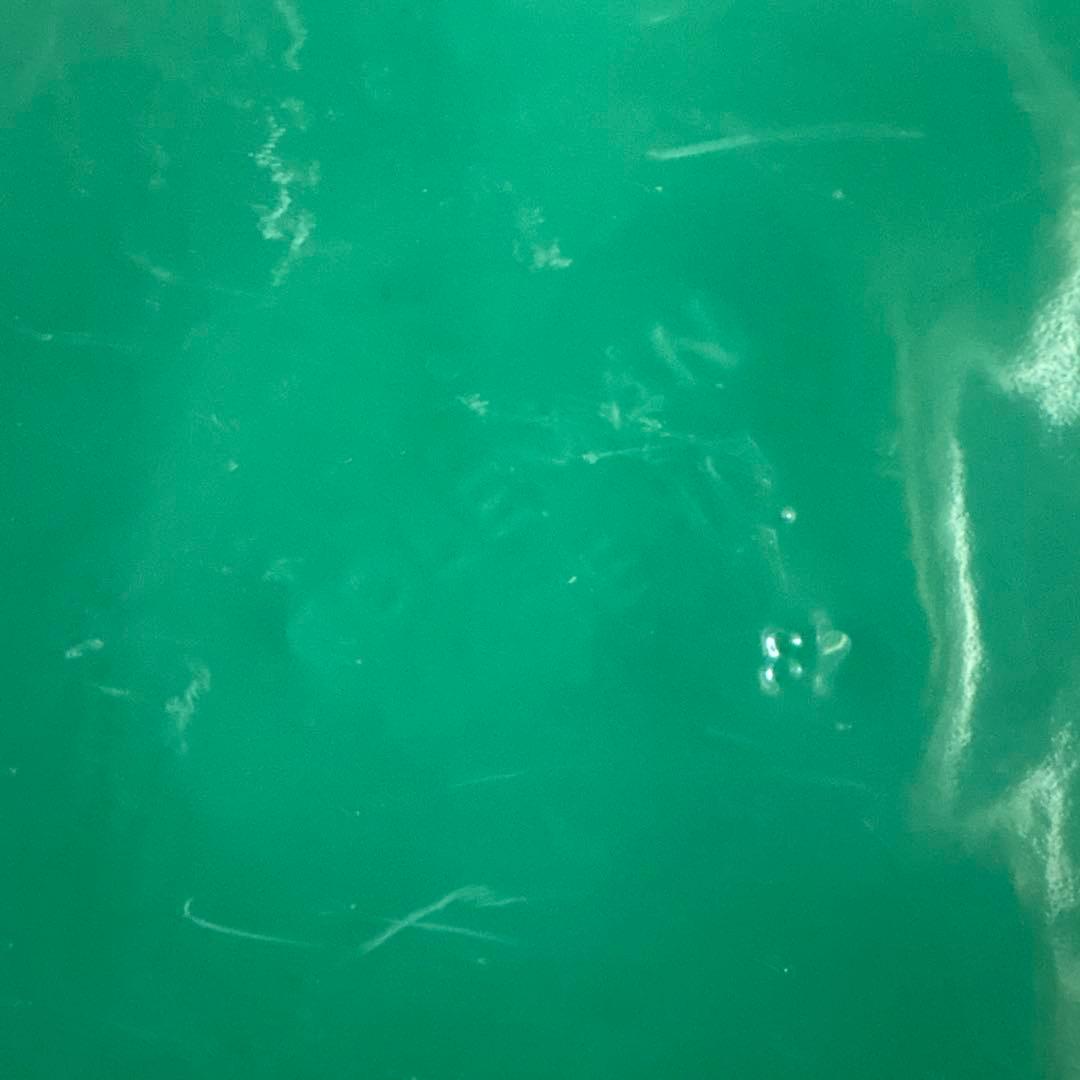 バーベキュー・調理用品 Coleman 505 stove