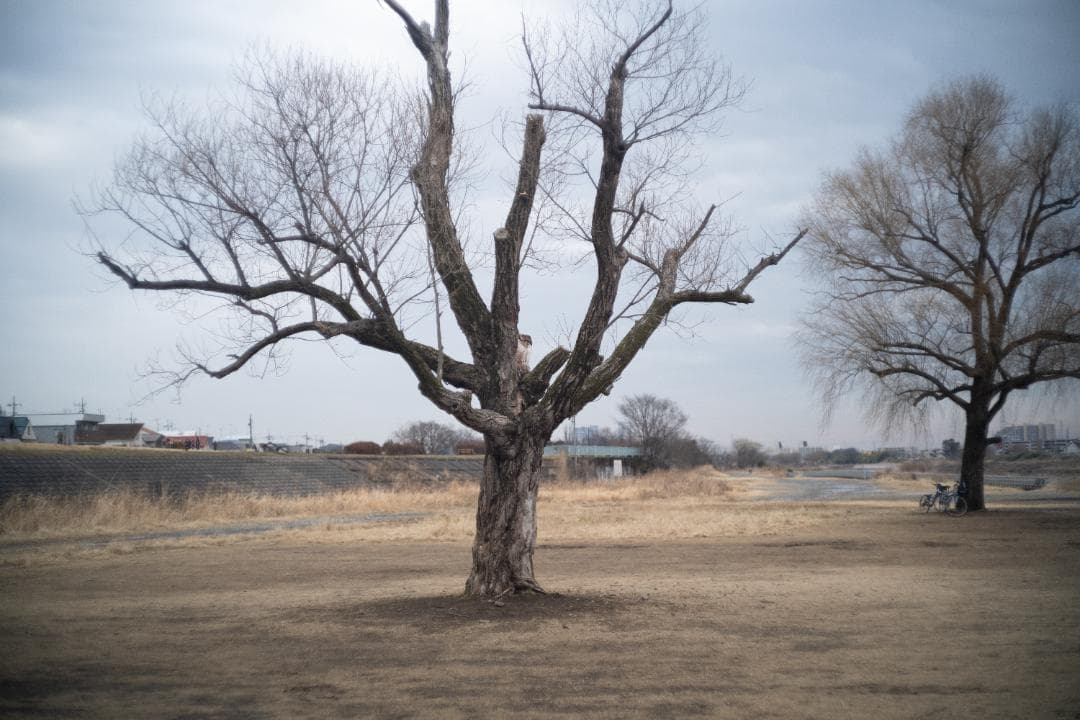 ライカ ズミクロン 50mm f2 沈胴 Lマウント