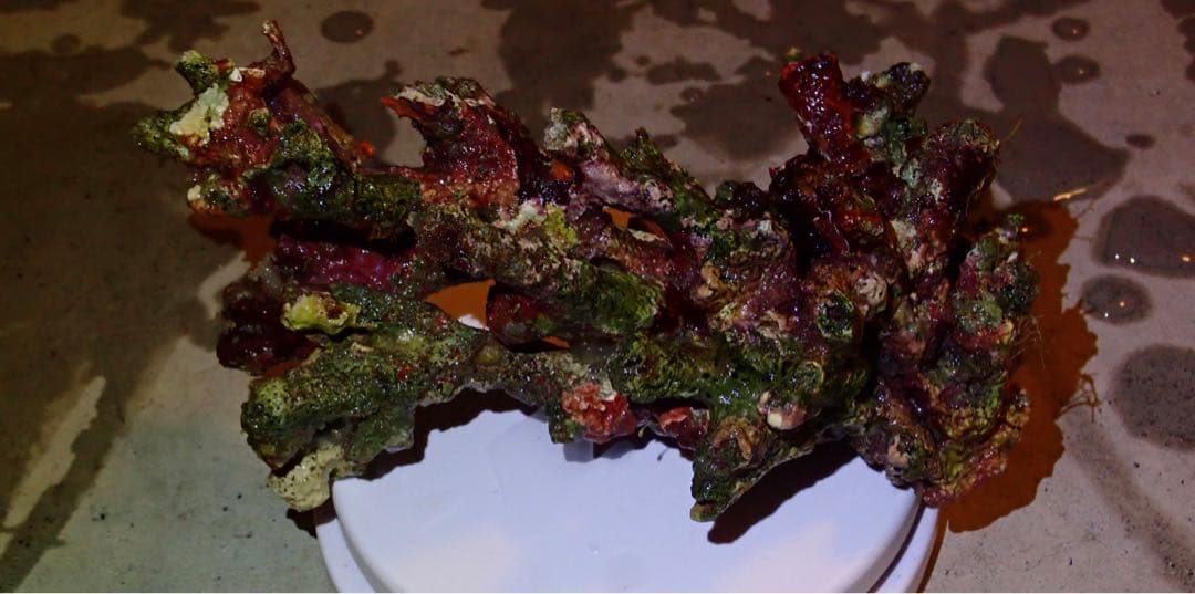 ライブロック　約4.4kg