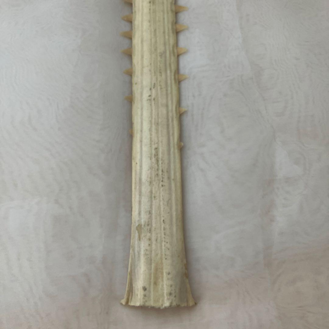 ノコギリザメの歯　標本