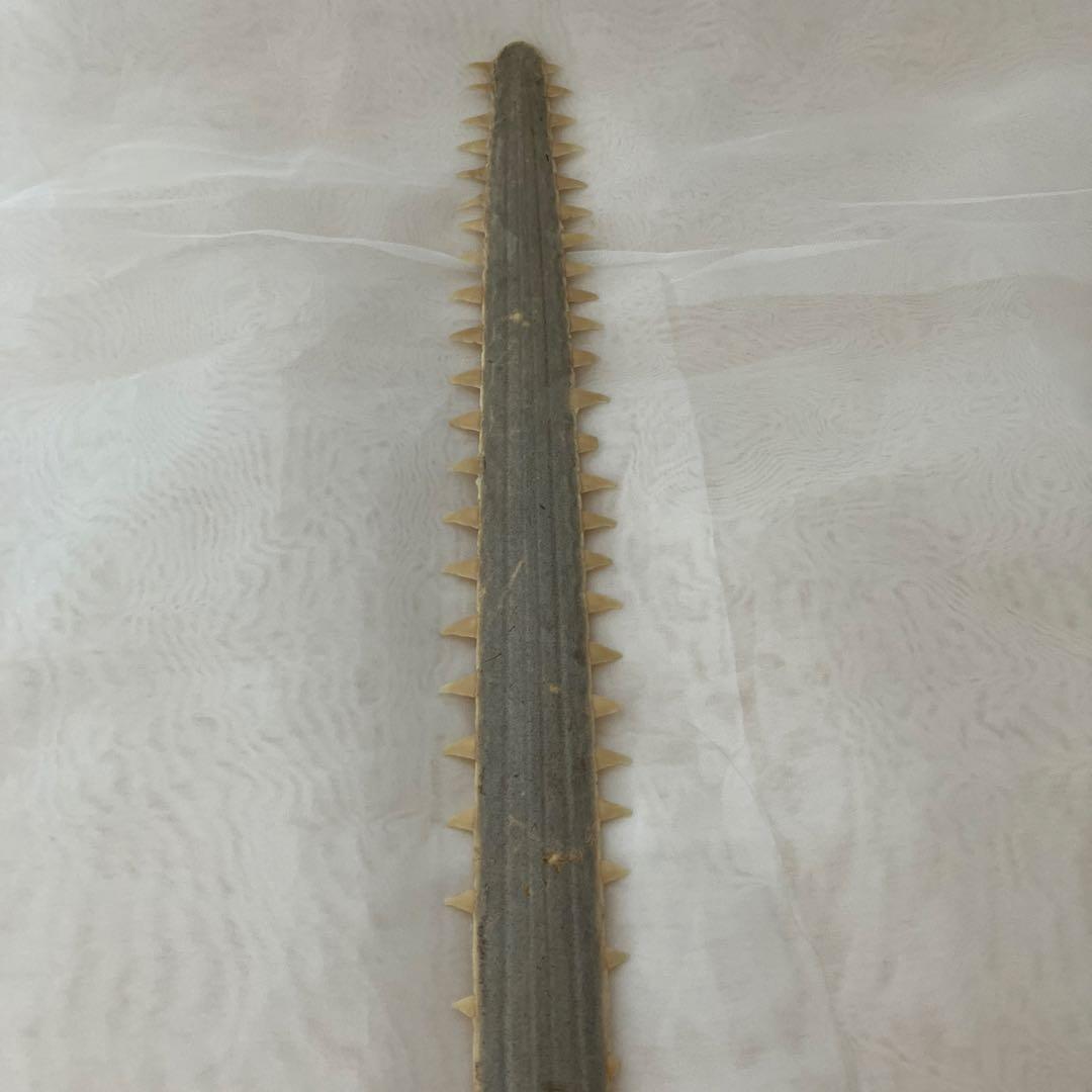 ノコギリザメの歯　標本