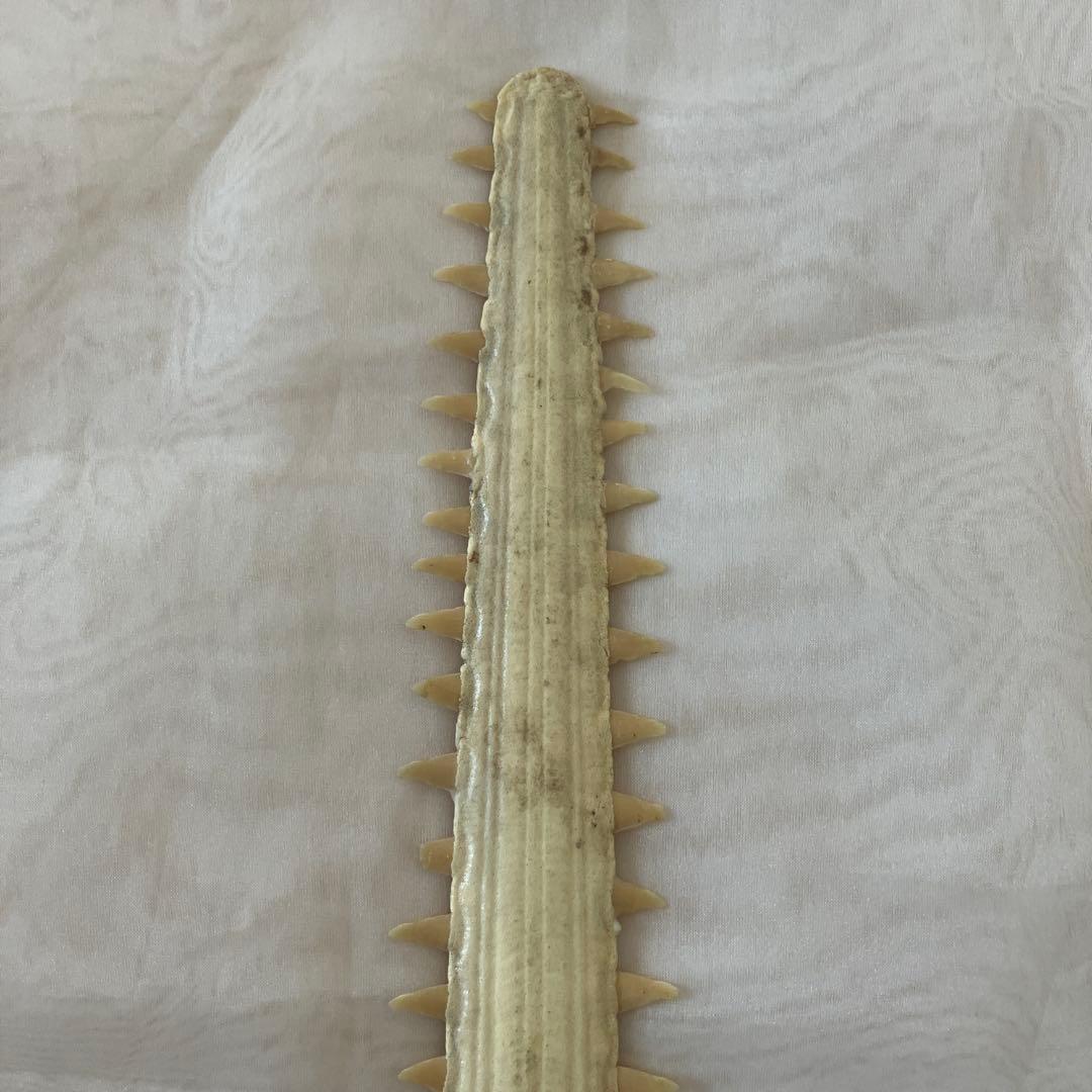 ノコギリザメの歯　標本