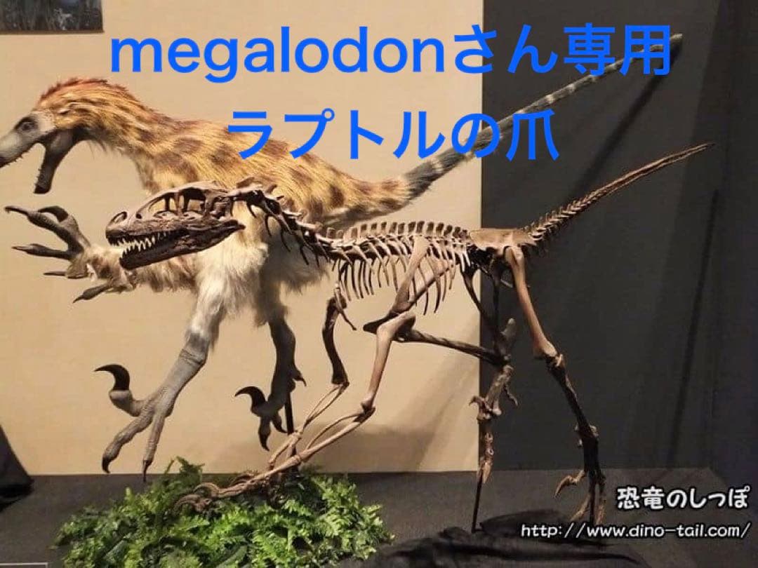 ラプトルの爪 化石 megalodonさん専用