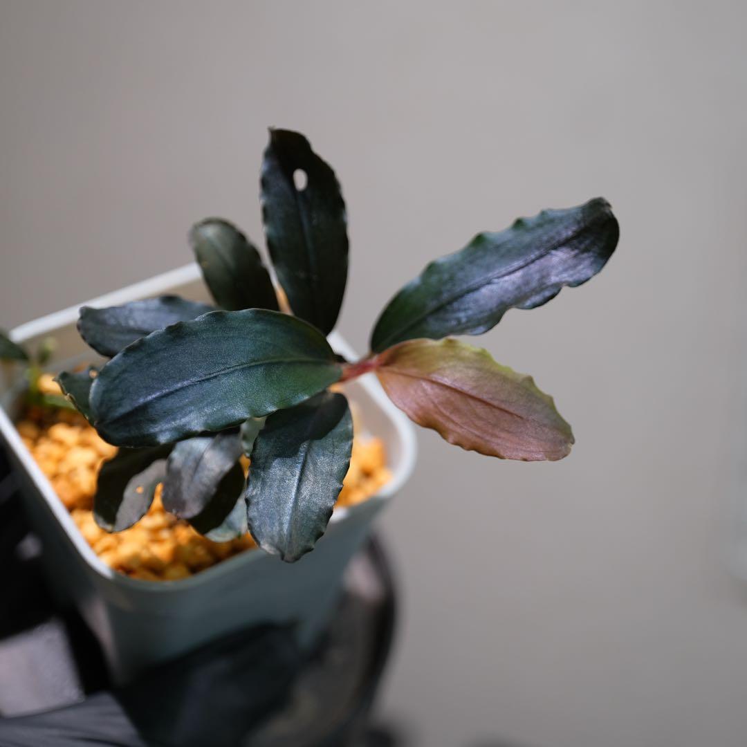 K@RさんBucephalandra sp. Dark Africa