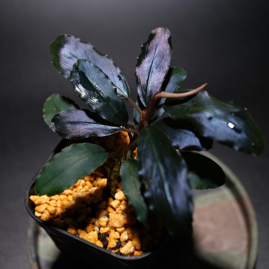 K@RさんBucephalandra sp. Dark Africa