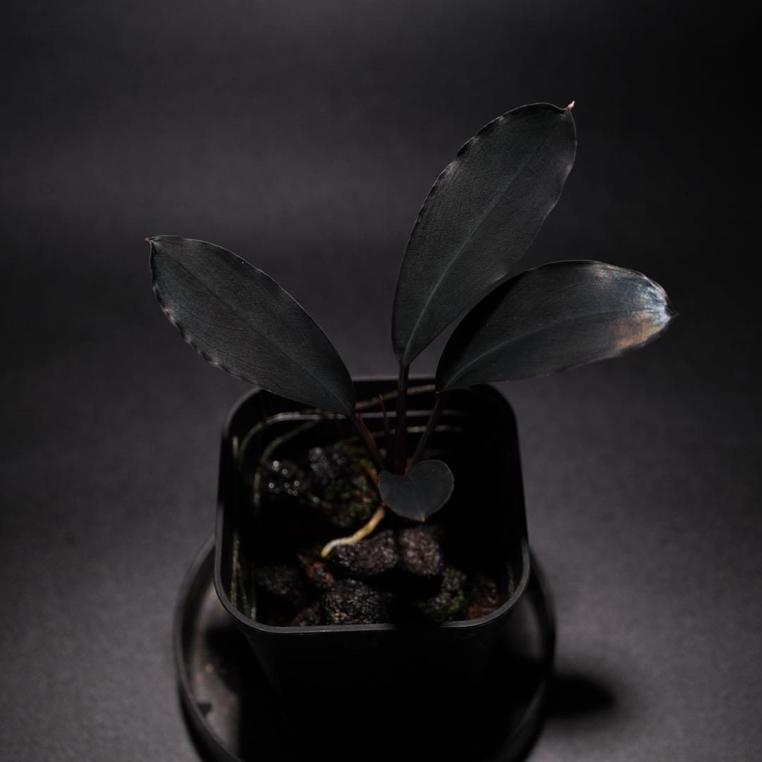 K@RさんBucephalandra sp. Dark Africa