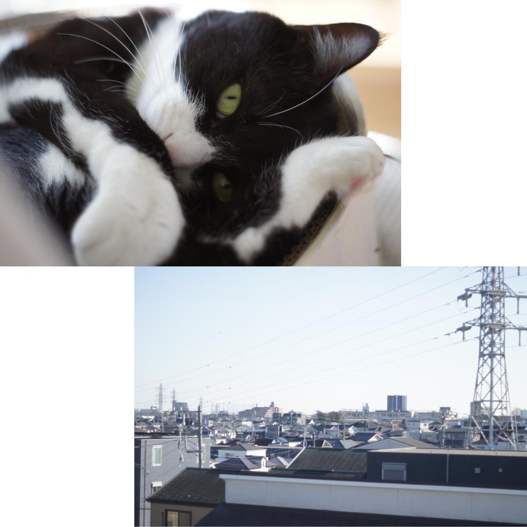 整備済 完動 Olympus OM-1 MD 50mm F1.8 露出計OK2