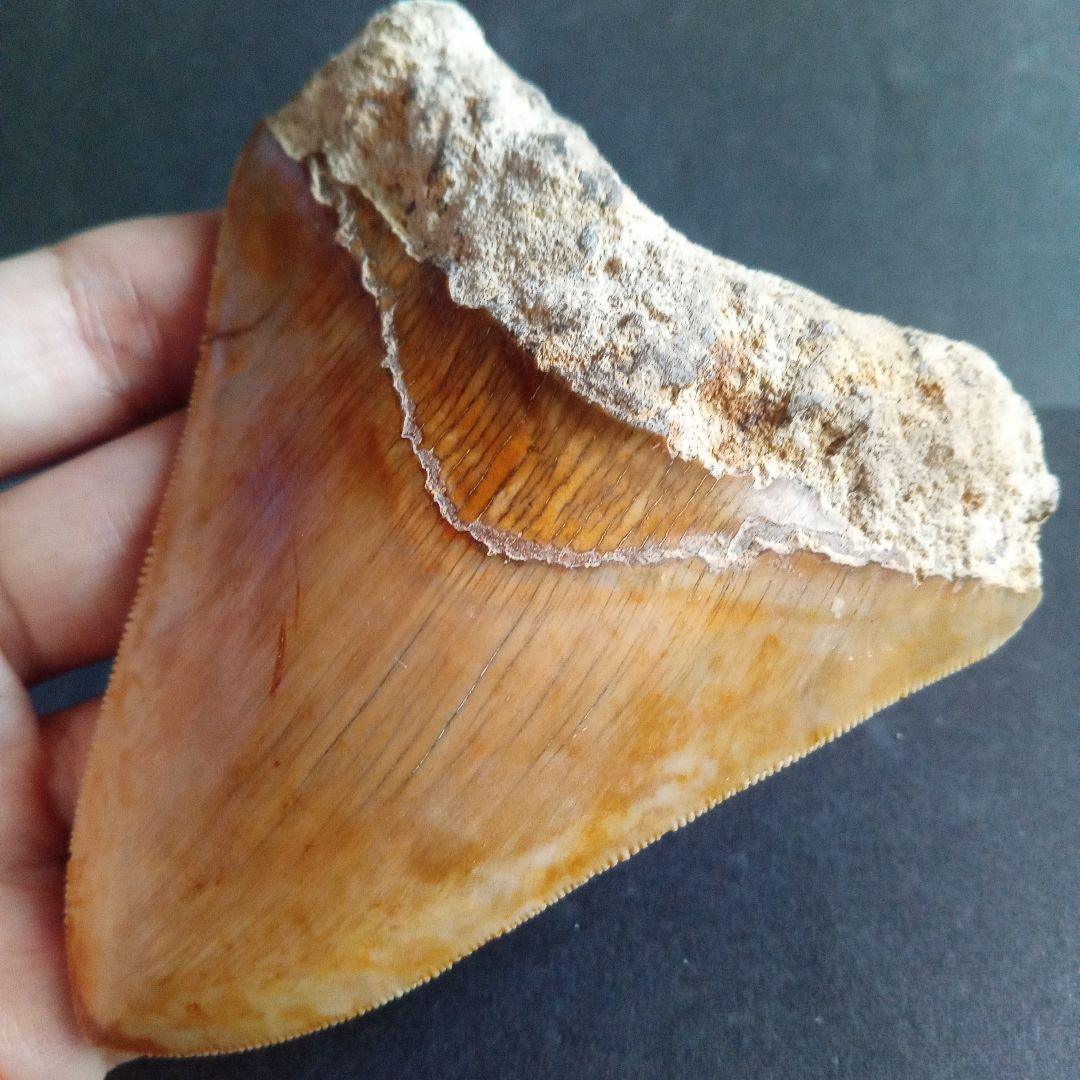 サメの歯化石　インドネシア産　メガロドン　上顎の幅広歯